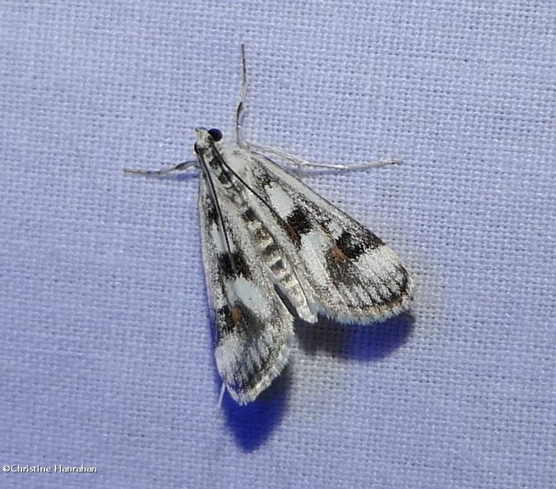 Polymorphic pondweed moth (Parapoynx maculalis), #4759