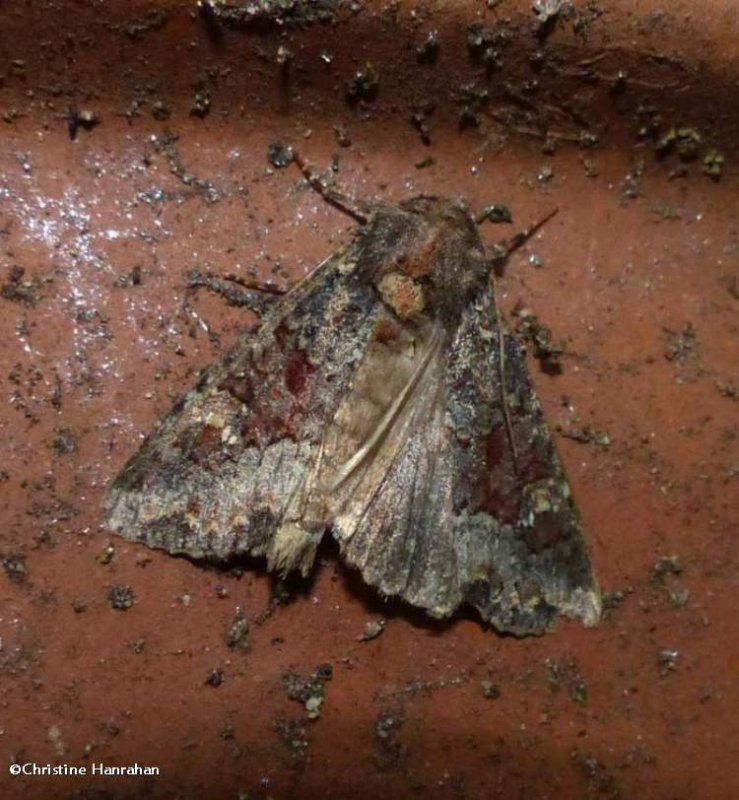 Yellow-headed cutworm moth  (Apamea amputatrix), #9348