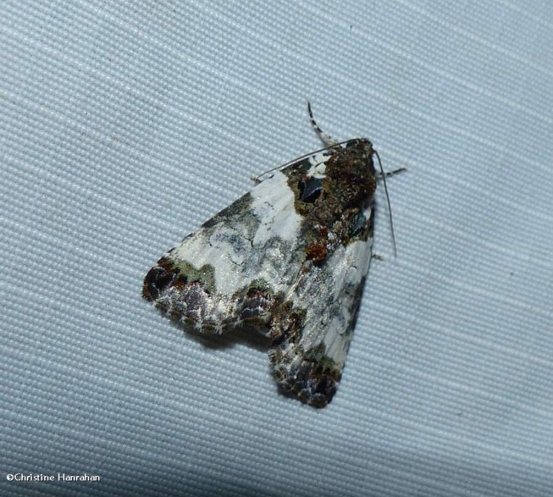Tufted bird-dropping moth  (Cerma cerintha), #9062