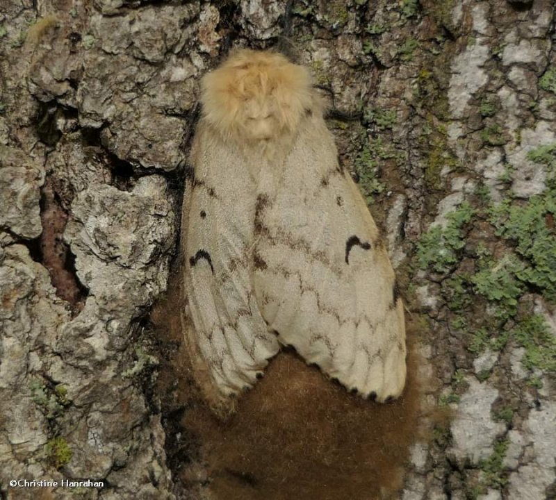Gypsy moth, female  (Lymantria dispar), #8318