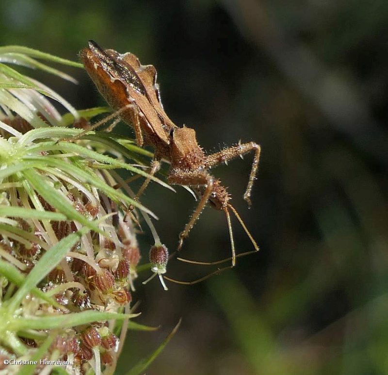 Spined Assassin bug (Sinea diadema)