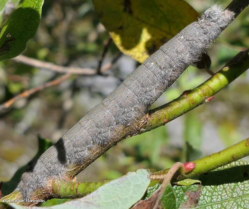 American lappet moth caterpillar  (Phyllodesma americana), #7687