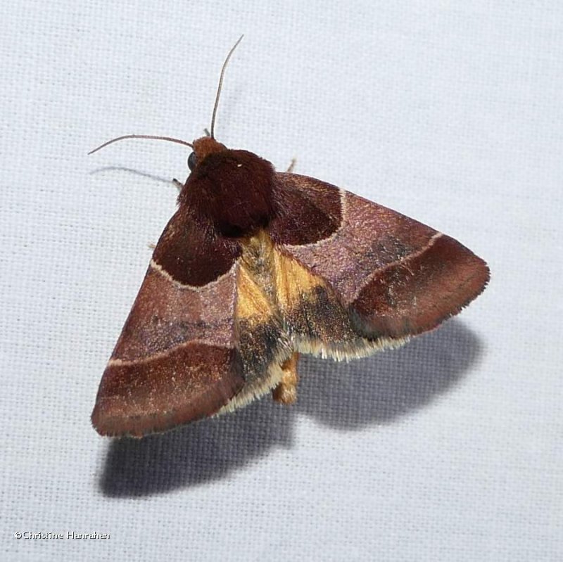 Arcigera flower moth  (Schinia arcigera), #11128