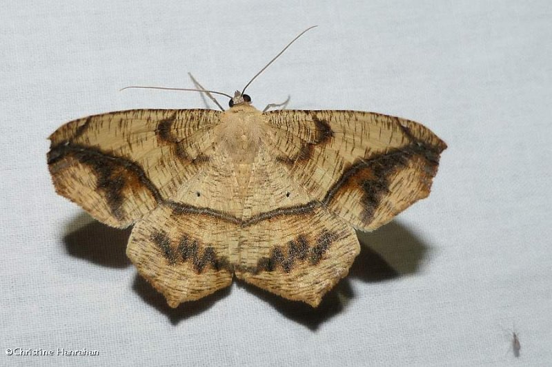 Large maple spanworm moth  (Prochoerodes lineola), #6982