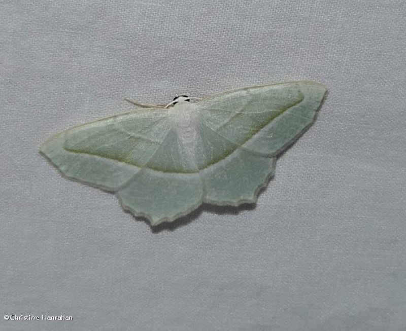 Pale beauty moth (Campaea perlata), #6796