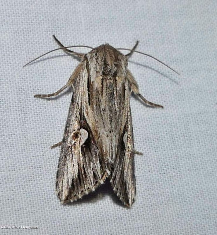 Gray half-spot moth  (Nedra ramosula), #9582