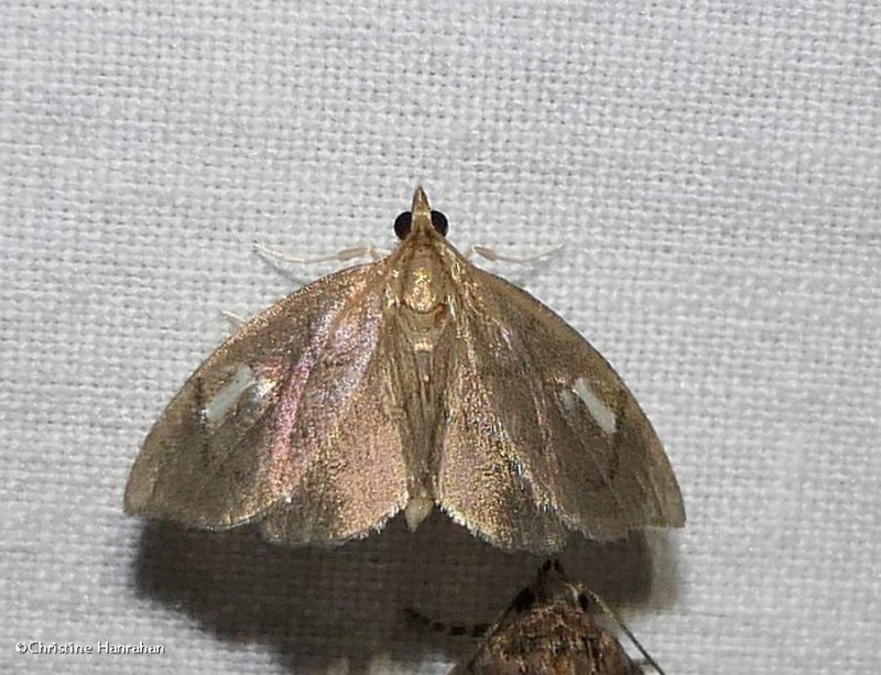 Titian peale's pyralid moth  (Perispasta caeculalis), #4951