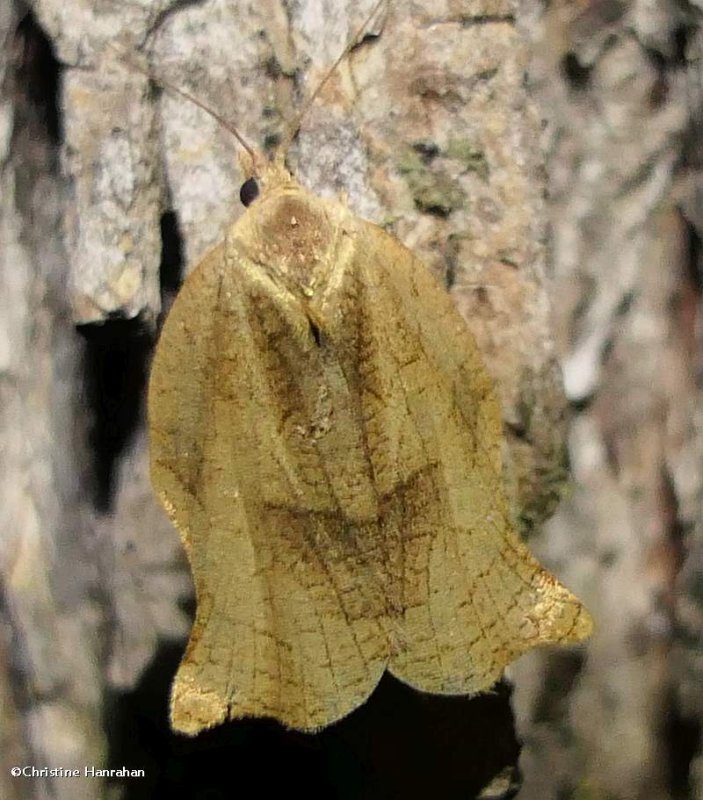 Omnivorous leafroller moth (Archips purpurana), #3658