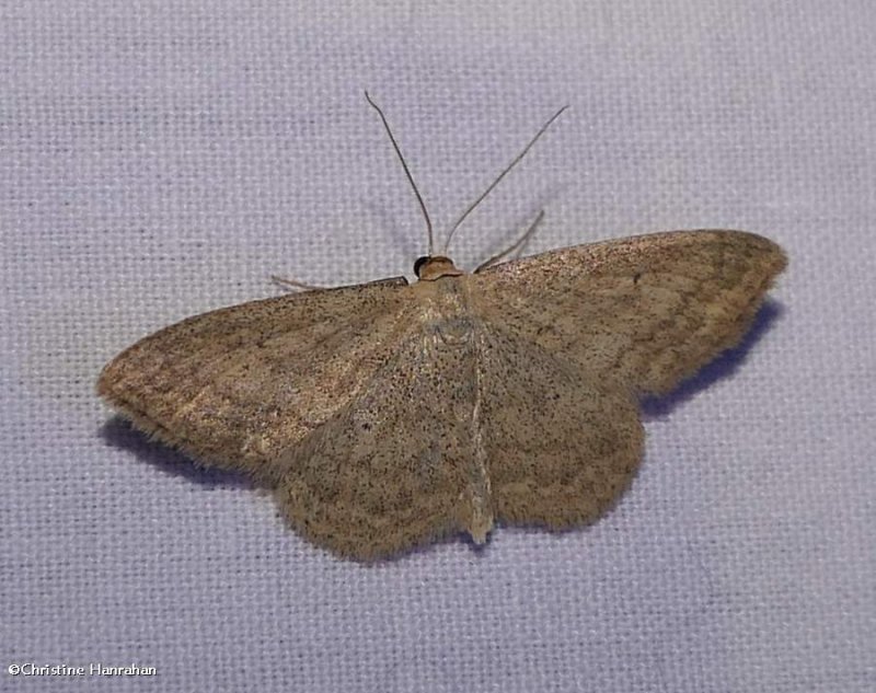 Soft-lined wave moth   (Scopula inductata), #7169