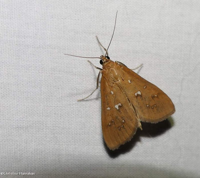 White-spotted brown moth (Diastictis ventralis), #5255