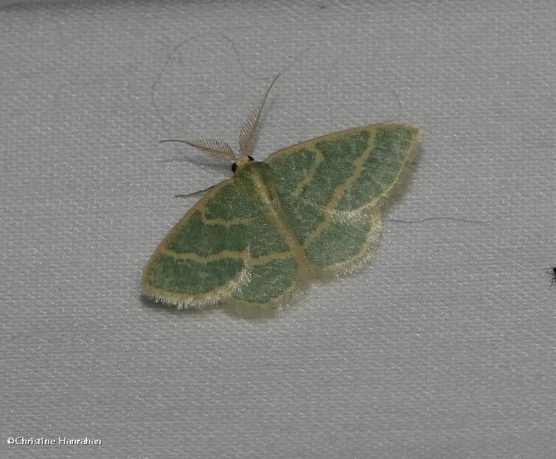 Blackberry looper moth, male  (Chlorochlamys chloroleucaria), #7071
