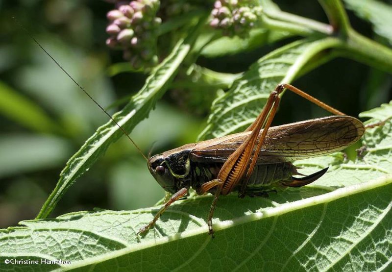 Roesels katydid  (<em>Metrioptera roeselii</em>)