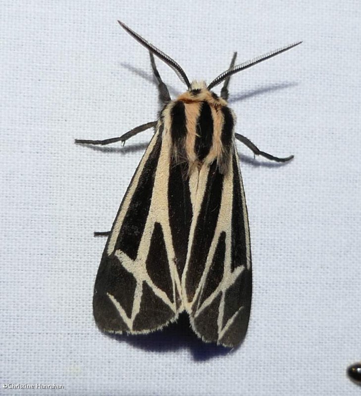 Harnessed tiger moth (Apantesis phalerata), #8169