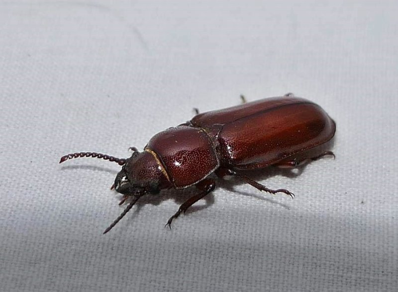 Pole borer beetle (Neandra brunnea)