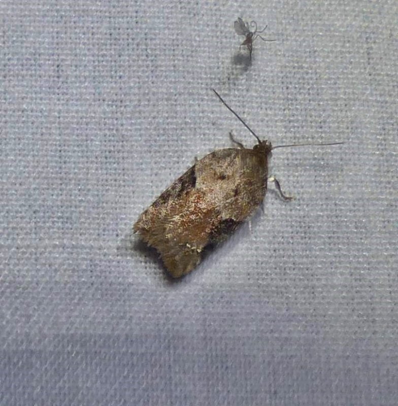 Tortricid moth (Acleris)