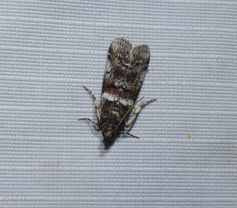 Pyraloidea moth