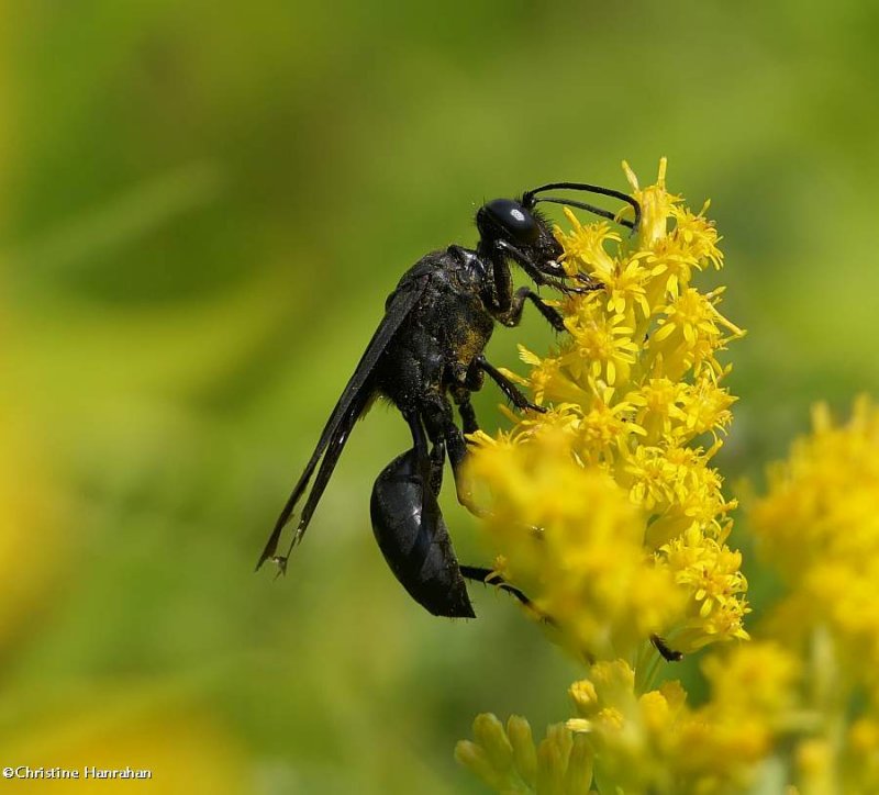 Great black digger wasp  (Sphex pensylvanicus)