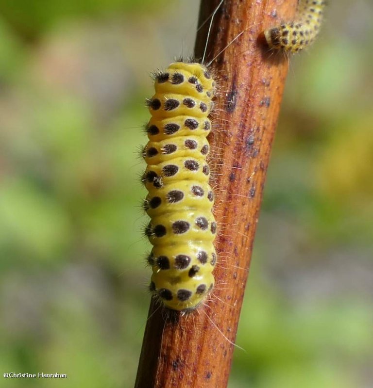 Grapeleaf skeletonizer moth caterpillar (Harrisina americana), #4624