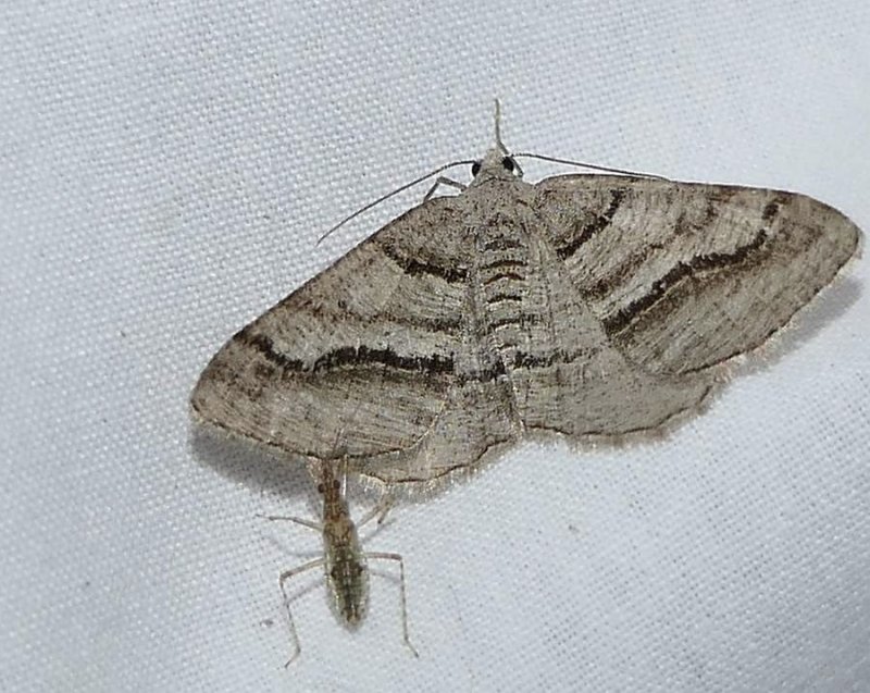 Curve-lined angle moth (<em>Digrammia continuata</em>), #6362