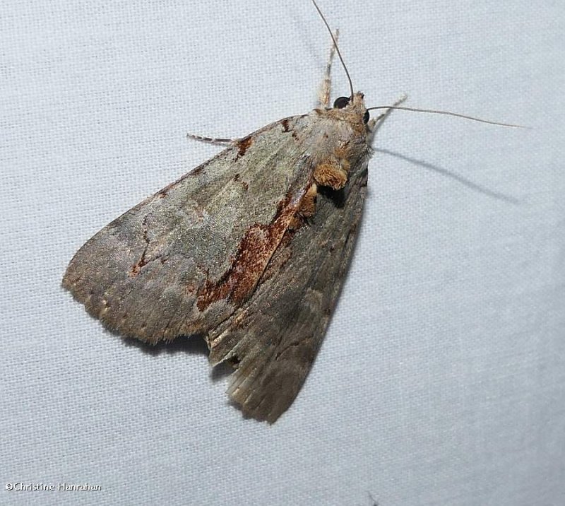 Woody underwing moth (<em>Catocala grynea</em>), #8864