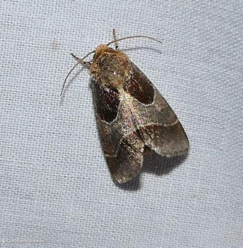 Arcigera flower moth  (Schinia arcigera), #11128