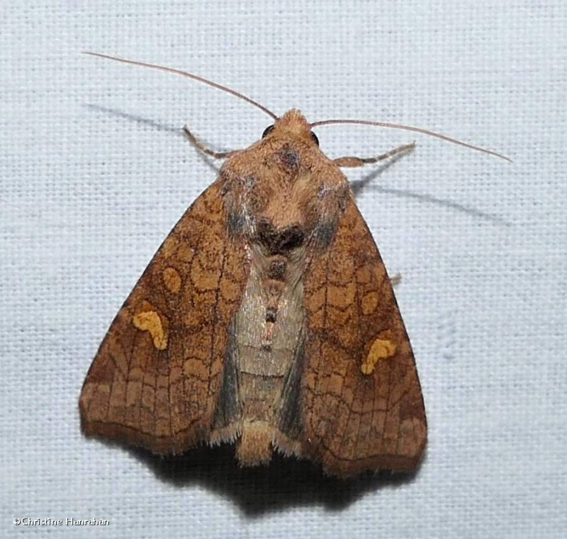 American ear moth  (Amphipoea americana), #9457