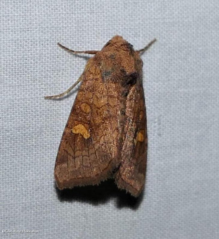 American ear moth (Amphipoea americana), #9457