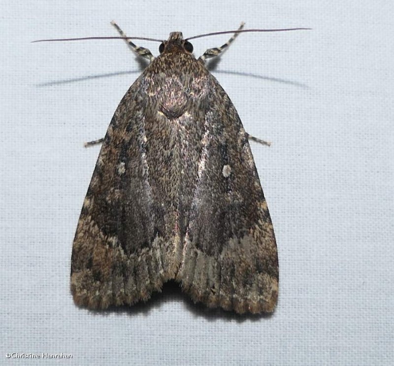 Copper underwing moth (Amphipyra pyramidoides), #9639