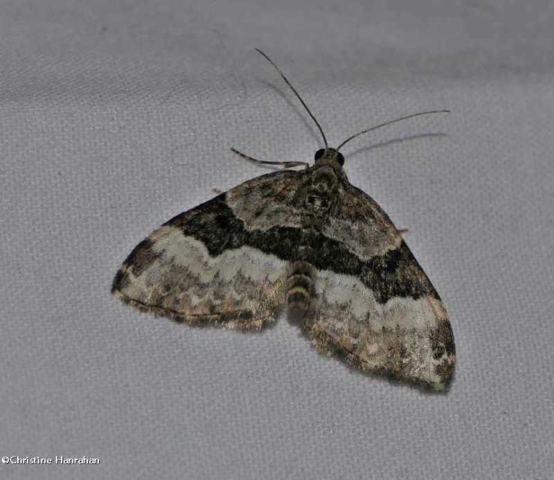 Toothed brown carpet moth ( Xanthorhoe lacustrata), #7390