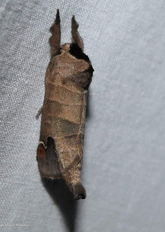 Sigmoid prominent moth (Clostera albosigma), #7895