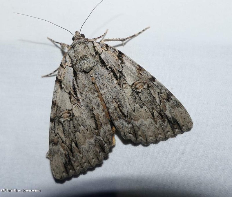 Youthful underwing moth (Catocala subnata), #8797