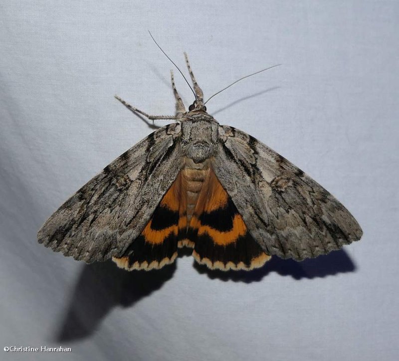 Youthful underwing moth (Catocala subnata), #8797