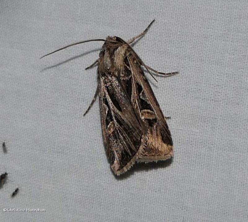 Dingy cutworm moth (Feltia jaculifera), #10670