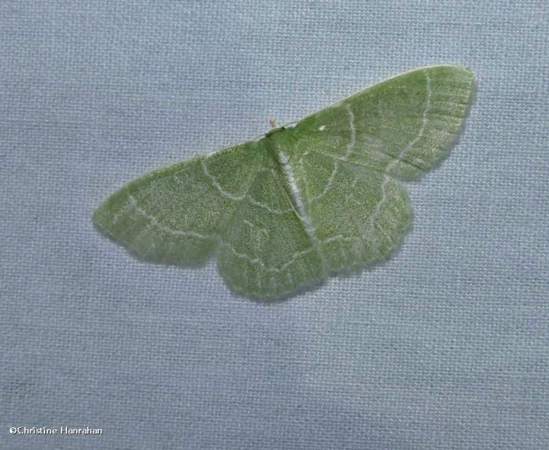 Wavy-lined emerald moth  (Synchlora aerata), #7058