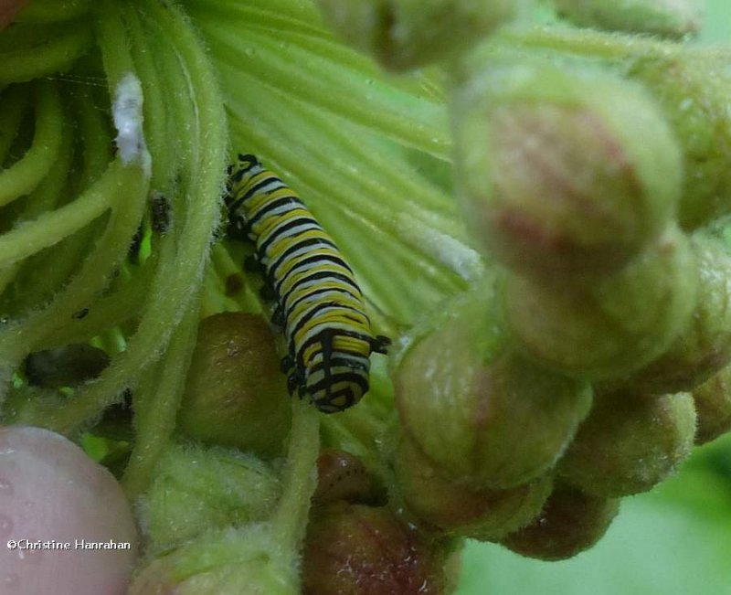 Monarch butterfly  caterpillar (Danaus plexippus)