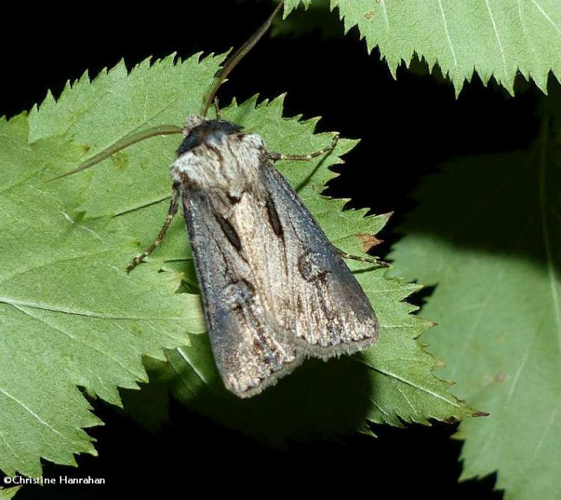 Venerable dart moth (Agrotis venerabilis), #10651