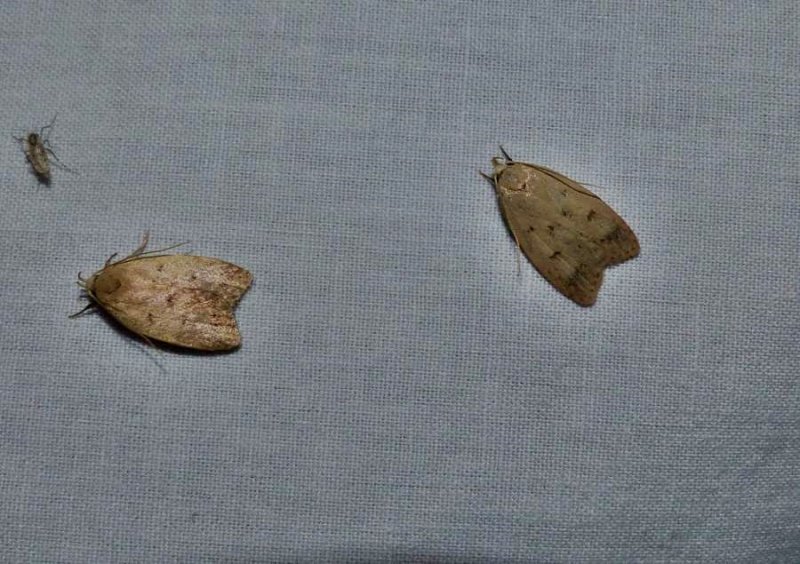 Gold-striped leaftier moths  (Machimia tentoriferella), #0951