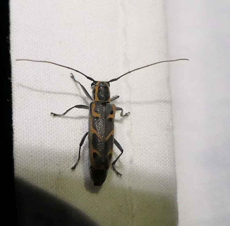 Elm borer longhorn beetle  (Saperda tridentata)