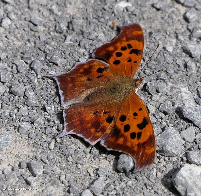 Question mark butterfly  (Polygonia interrogationis)