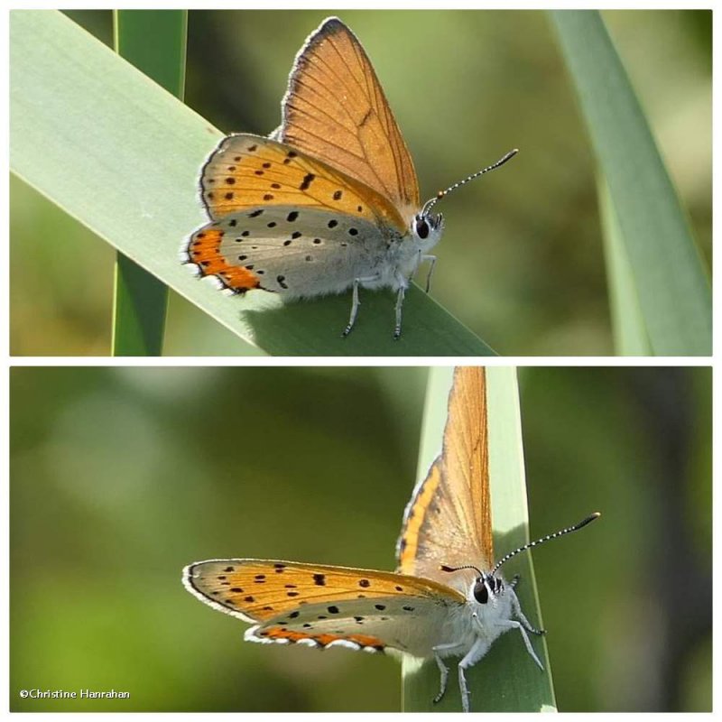Bronze copper butterfly ( Lycaena hyllus)