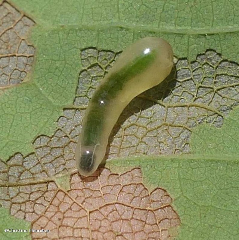 Sawfly larva   (Caliroa obsoleta)