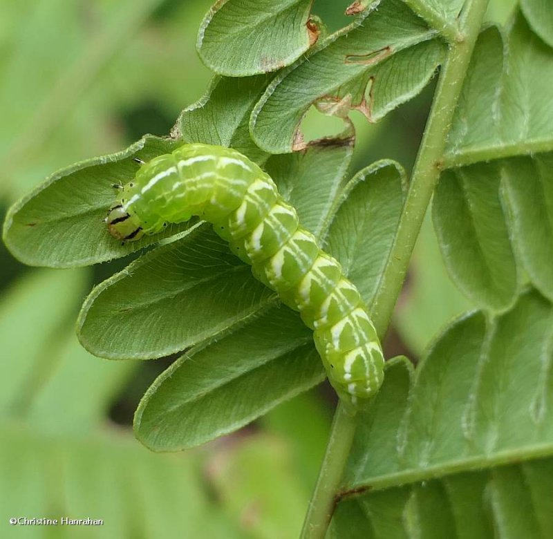 Silver-spotted fern moth caterpillar (Callopistria cordata), #9633
