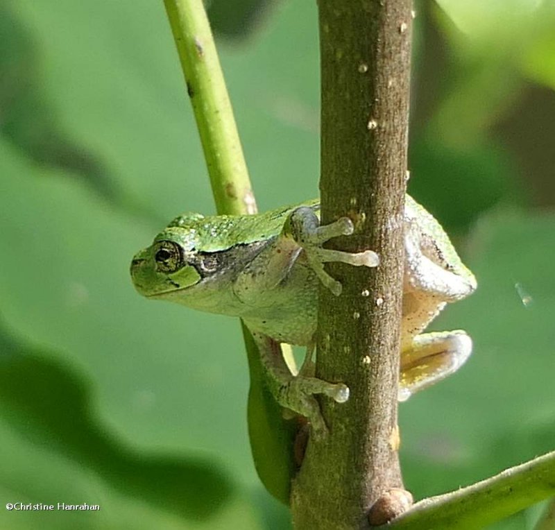 Grey treefrog  (Hyla versicolor)
