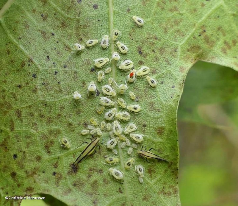 Aphids (Myzocallis )