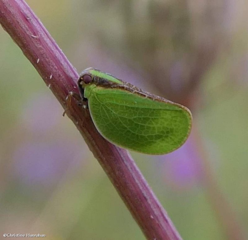 Two-striped planthopper (Acanalonia bivittata)