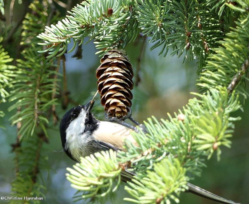 Black-capped chickadee