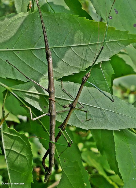 Northern walkingstick, male and female, (Diapheromera femorata)