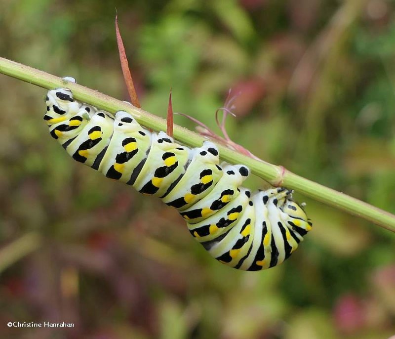 Black swallowtail butterfly caterpillar  (Papilio polyxenes)