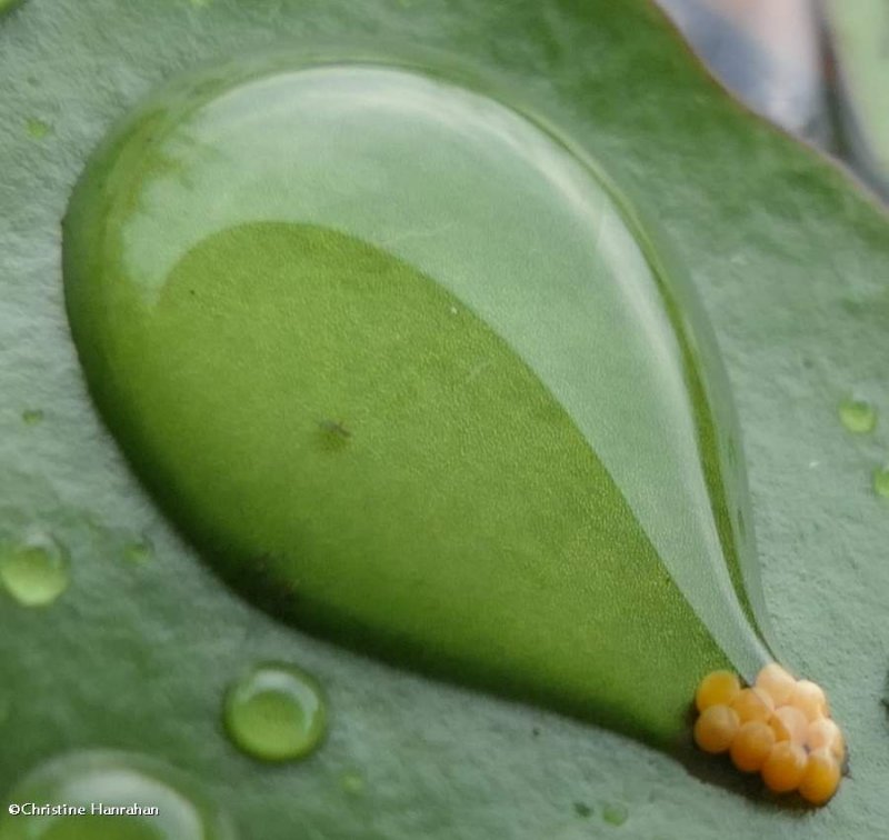 Beetle eggs on water shield 