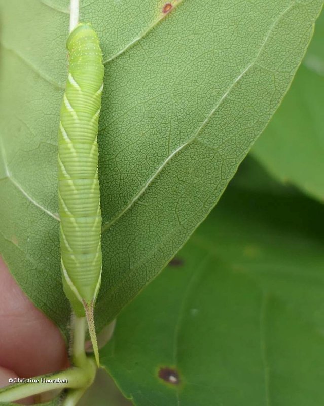 Waved sphinx moth caterpillar (Ceratomia undulosa), #7787